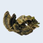 Траметес різнокольоровий