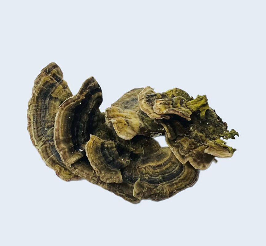 Траметес різнокольоровий