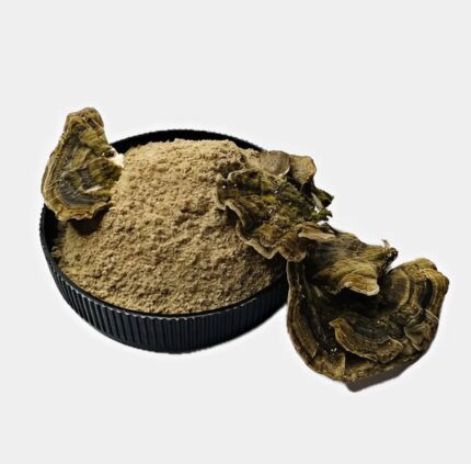 Траметес різнокольоровий мелений