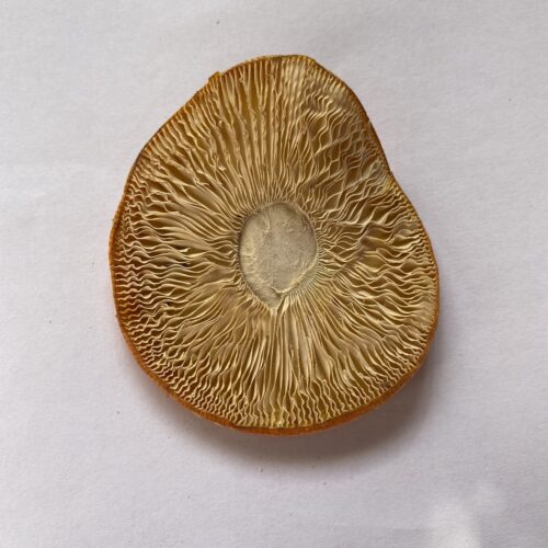 A2ADE518-D0B9-423F-B