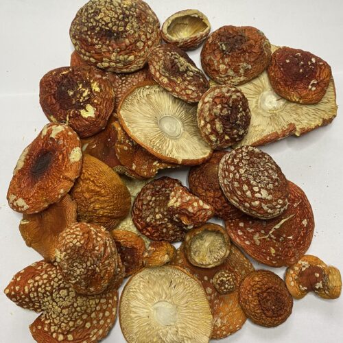 Amanita muscaria у капсулах та сушеному вигляді
