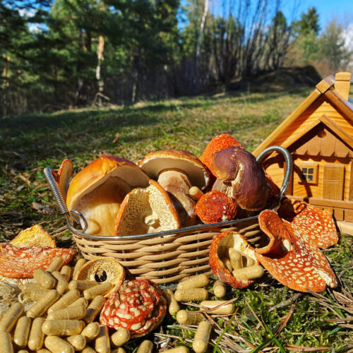 Мікродозинг мухомора: капсули та сушені шляпки