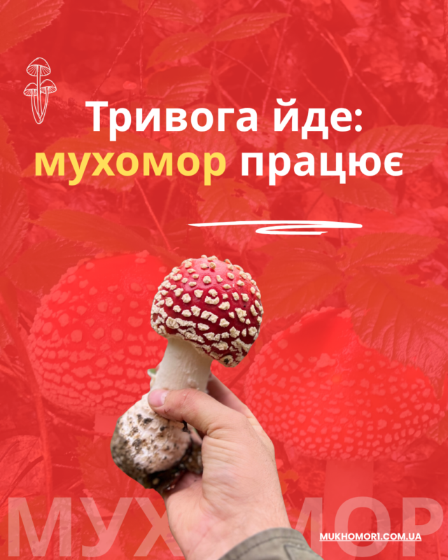 червоний мухомор у лісі — природний засіб для зменшення тривожності